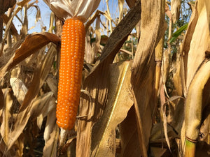 Halo Gold Popcorn is Grown Without Herbicides or Pesticides