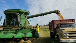 Halo Gold Is Grown By Family Farmers