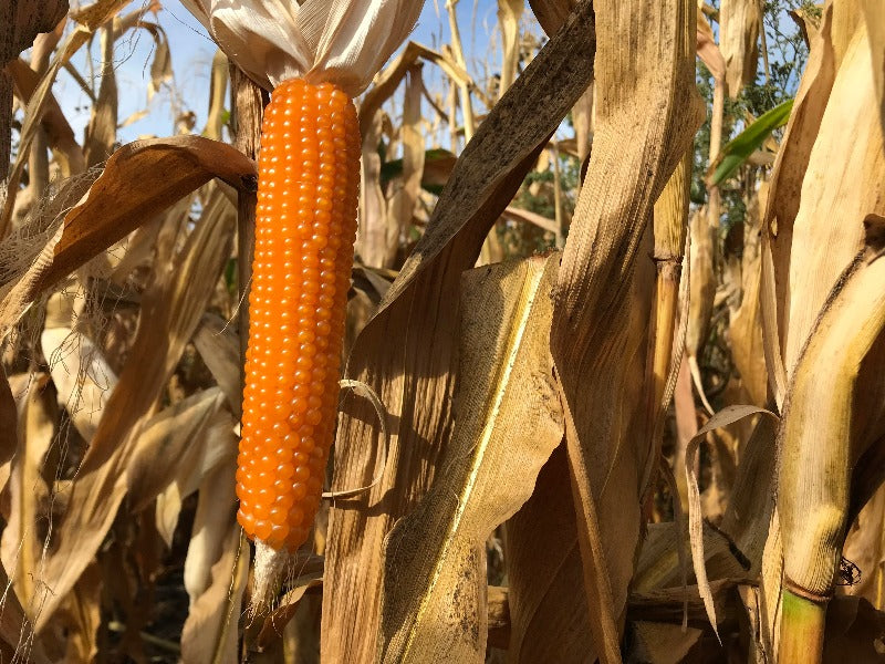 popcorn herbicides Halo Gold Yellow Popcorn